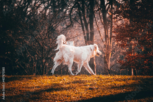 white dog running