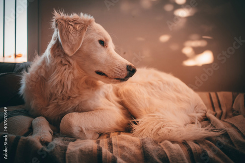 golden retriever puppy