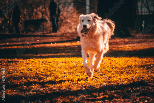 golden retriever running