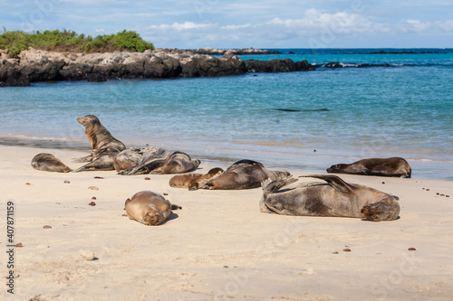 Happy sleeping sea lions on a sandy beach of Galapagos Islands. Santa Fe, Galapagos islands National Park. Concept of rest, vacations or holidays on a wild tranquil tropical beach