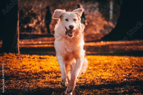 dog on the beach