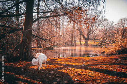 Dog in the field at sunset
