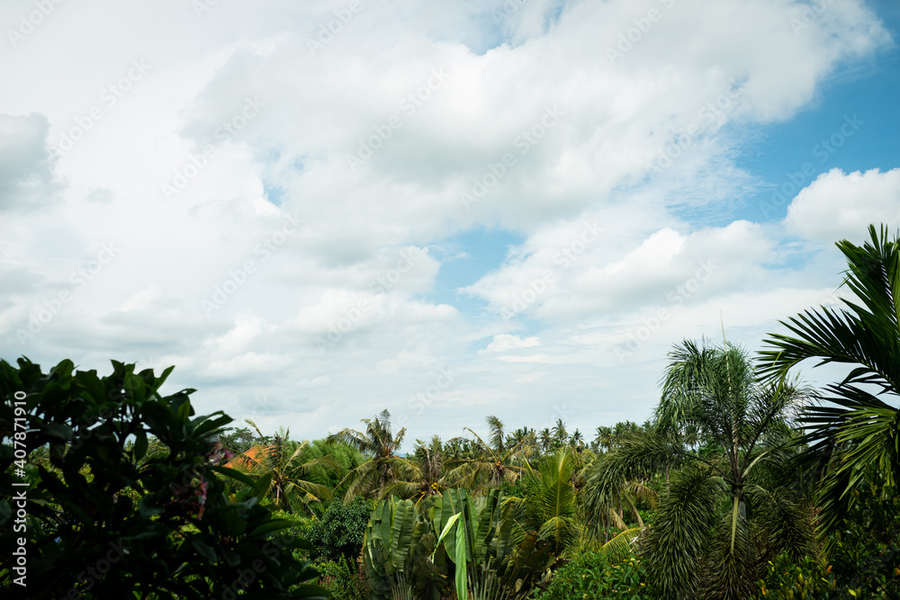 Obraz premium Palm tree forest on the island of Bali, Indonesia