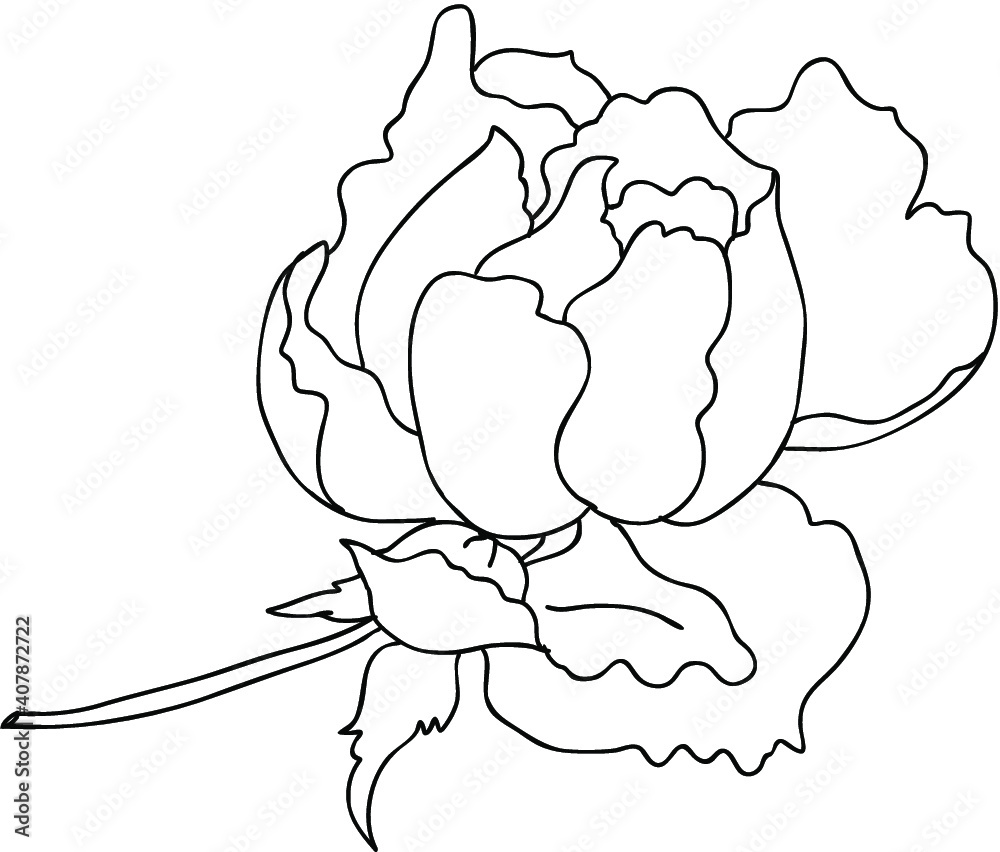 Hand drawn and painting design Fairy Rose or Pygmy Rose , colorful tropical Flower,blue rose
Hand drawn Lavender flower Hand drawn and painting design Fairy Rose or Pygmy Rose , colorful tropical Flower,blue rose
Hand drawn Lavender flower