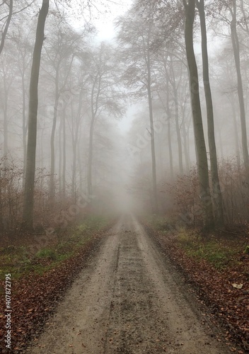 Waldweg mit leichtem Nebel