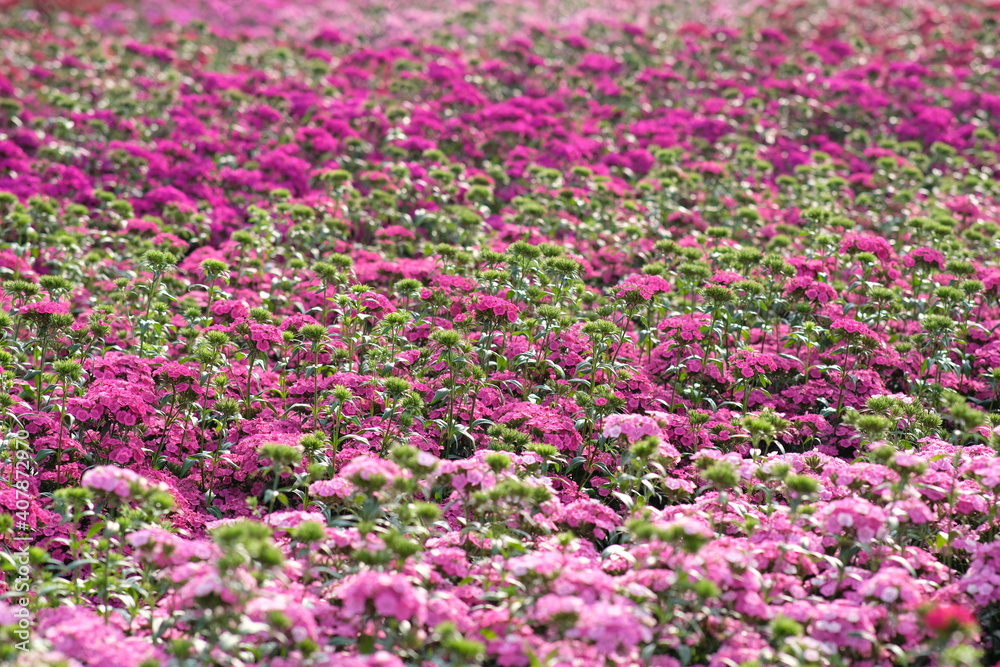 pink and white flowers