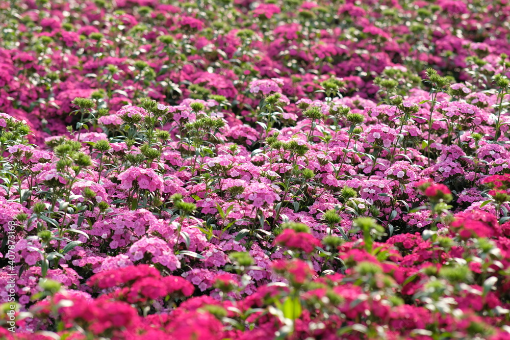 pink and white flowers