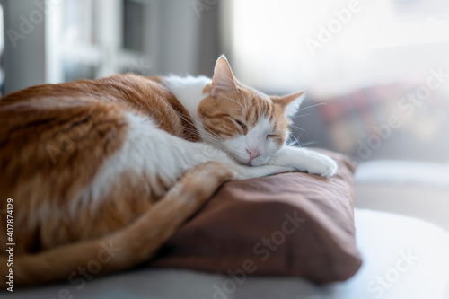 brown and white cat sleeps on a pillow. close up