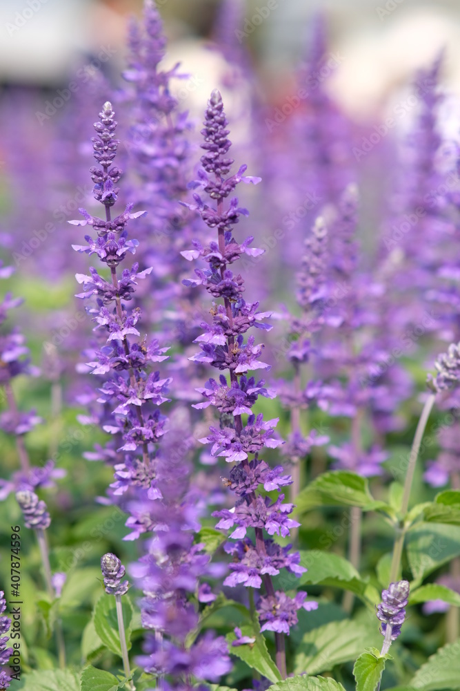 Naklejka premium close up of lavender flowers
