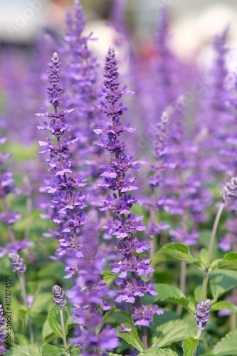 close up of lavender flowers