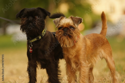 Griffons dogs standing together outside. The dogs are griffon belge and griffon bruxellois. The dogs are black and red. High quality photo