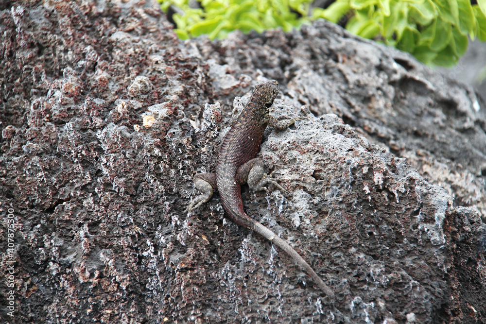 Fototapeta premium Lava Lizard of the Galapagos Islands