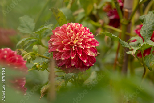 Beautiful specimen of red dahlia flower  of the genus of plants of the Asteraceae family  full of color  it is one of the flowers of the Royal Botanical Garden of Madrid  in Spain.