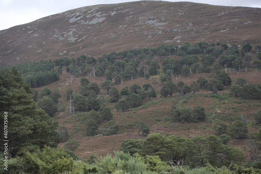 Scotland landscape in the summer