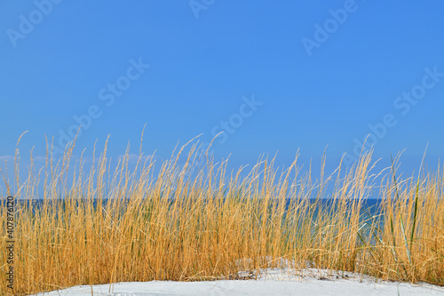 Fototapeta Naklejka Na Ścianę i Meble -  Gras am Sandstrand an der Ostsee