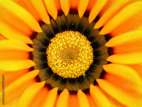 Macrofotograf  a del centro de una margarita de color amarillo y naranja