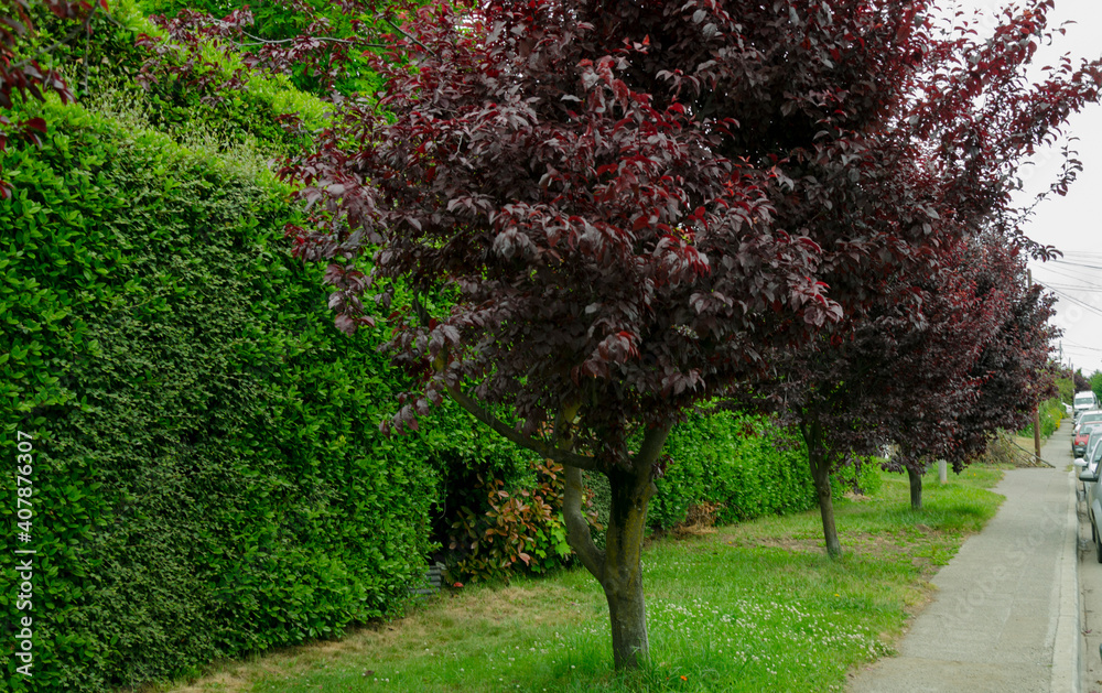 Naklejka premium plum tree, violet in the streets of bariloche