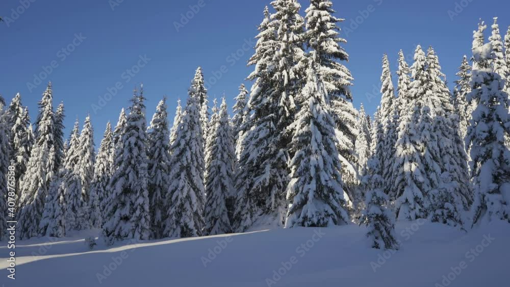 Movement on winter forest road among snow-covered firs Movement on winter forest road among snow-covered firs