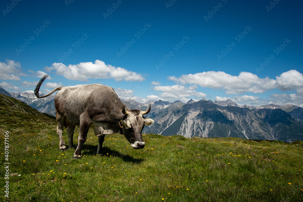 Angry Cows