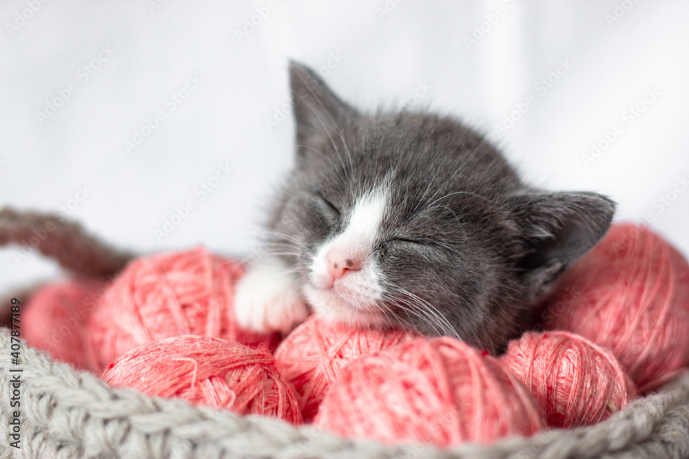 Gray kitten with pink balls of yarn on a white background. A cat in a home atmosphere. Nice animal.