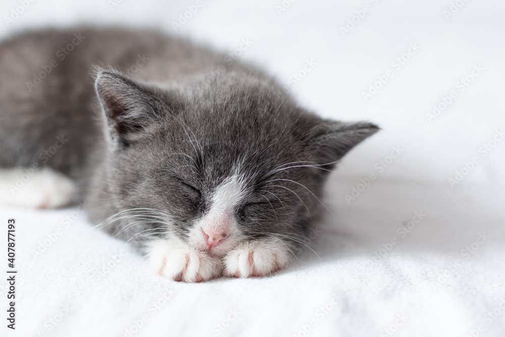 Fototapeta premium A small gray kitten sleeps on a white blanket. Pets concept.