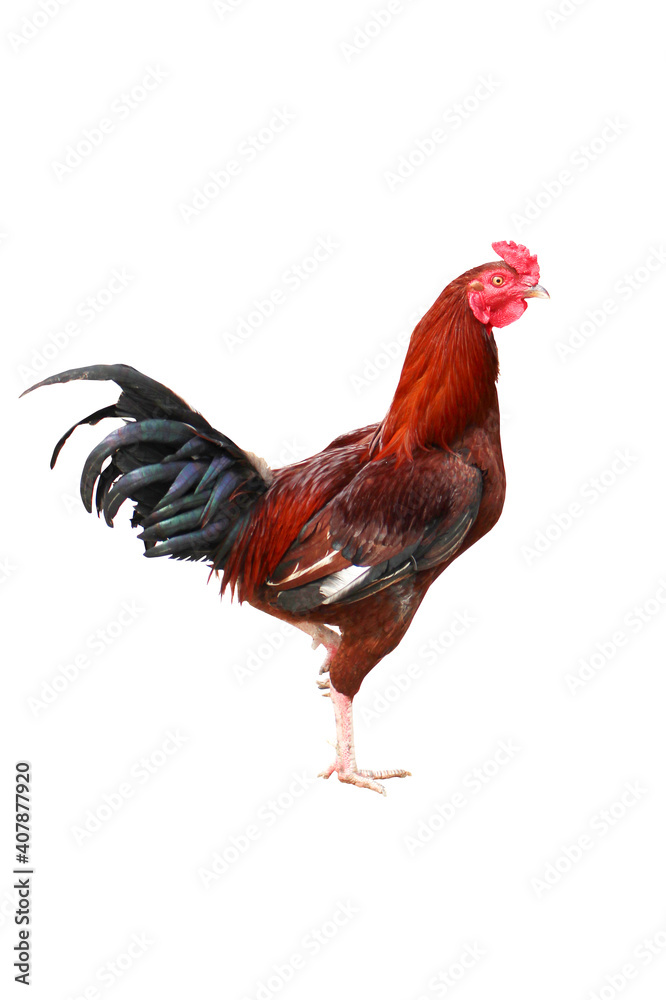 rooster isolated on white background chicken poultry home