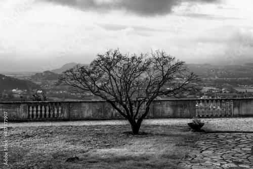 Tree with panorama one © Alvise