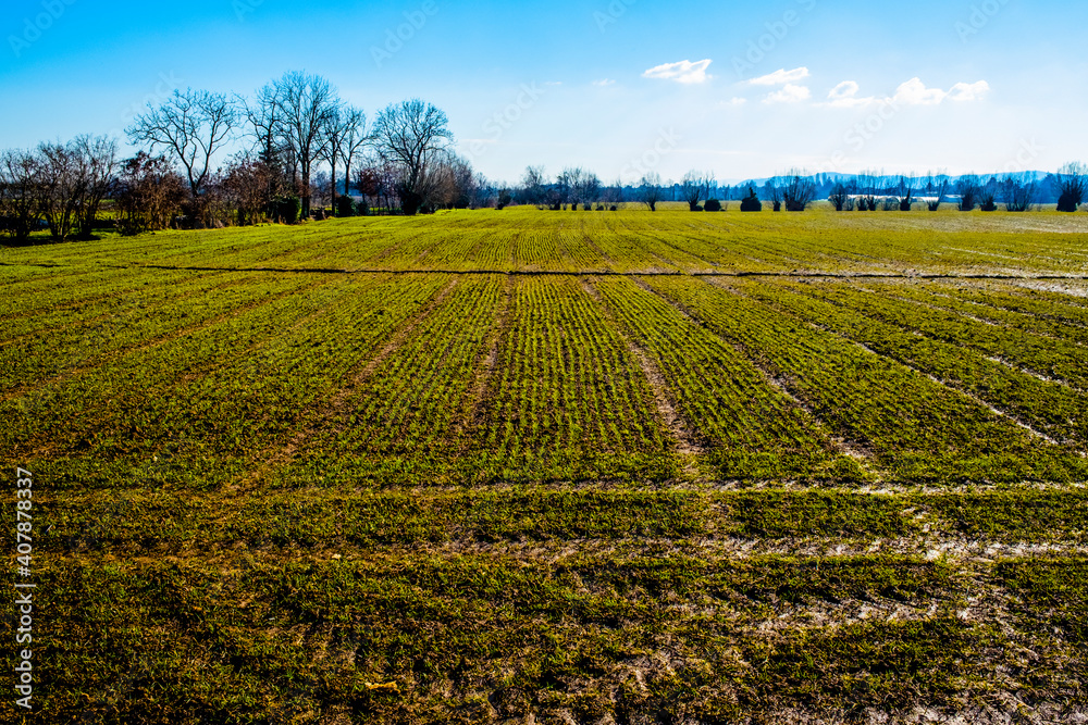green lines on a sown field