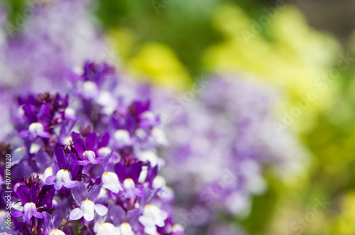 Wallpaper Mural The name of these flowers is Linaria.
Scientific name is Linaria bipartita. Torontodigital.ca