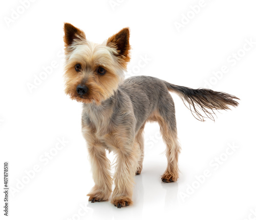 Adorable Australian Silky Terrier staring and waiting for the command isolated on white background with shadow reflection. Cute obedient dog. Fluffy sweet pet.