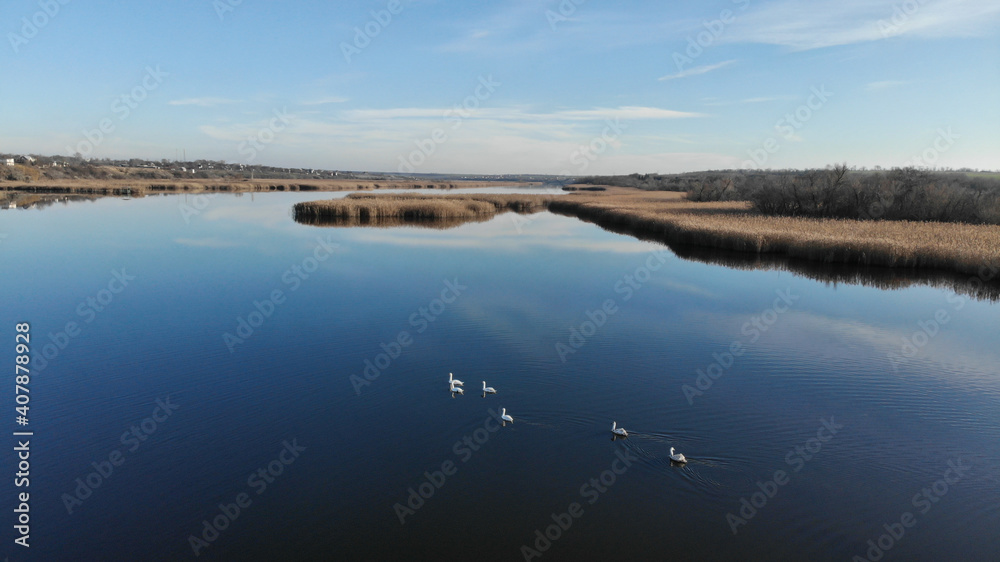 The estuary of a river with blue water. On the bank and in the middle of the river there are dry grass and reeds. There are village with small houses on the shore. White swans float on the river