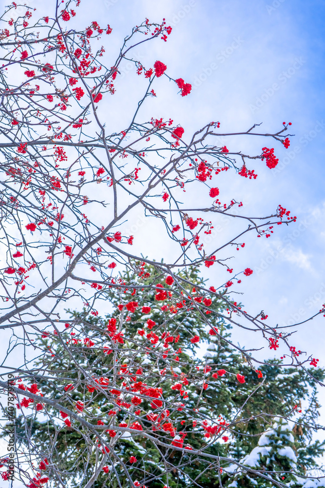 Winter ashberry under the snow in the forest. Groups of bright red berries, mountain ash. Winter ashberry under the snow in the forest. Groups of bright red berries, mountain ash.