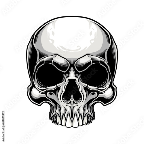 Traditional skull design. Vector illustration of human skull in engraving technique isolated on white background. 