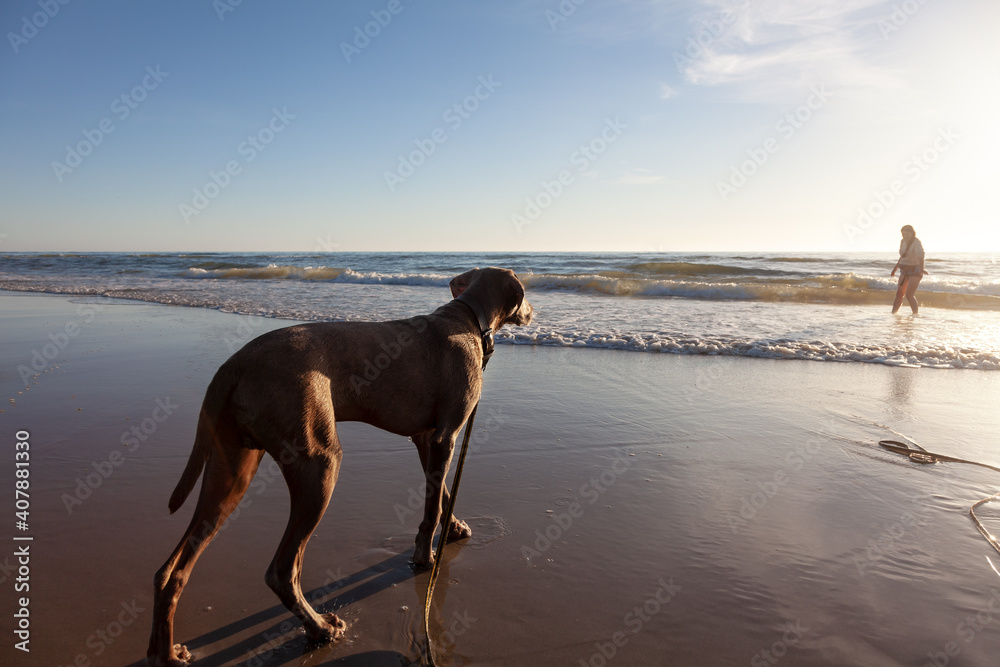 Junger und verspielter Weimaraner Jagdhund am Strand Junger und verspielter Weimaraner Jagdhund am Strand