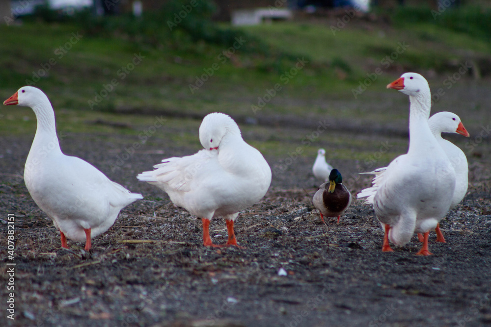 Group of ducks on the beach,Freshwater lake,Bracciano,Italy