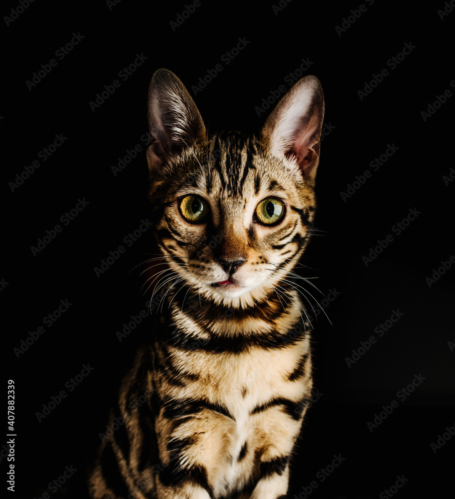 Closeup of bengal cat on black background