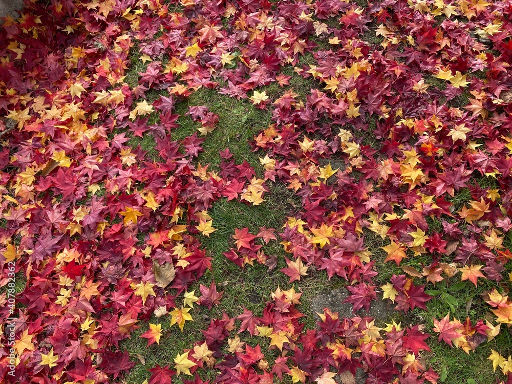 maple maple