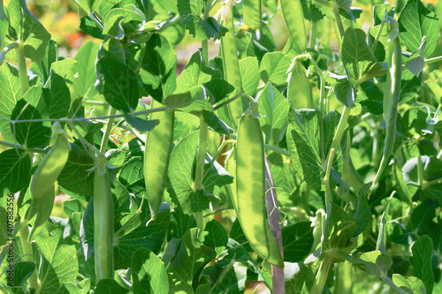 young green pea pods on a background of leaves ripen in the bright sun in spring