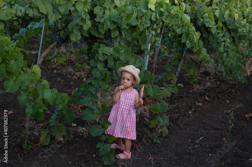 a girl stands in the vineyards with grown blue grapes and eats grapes
