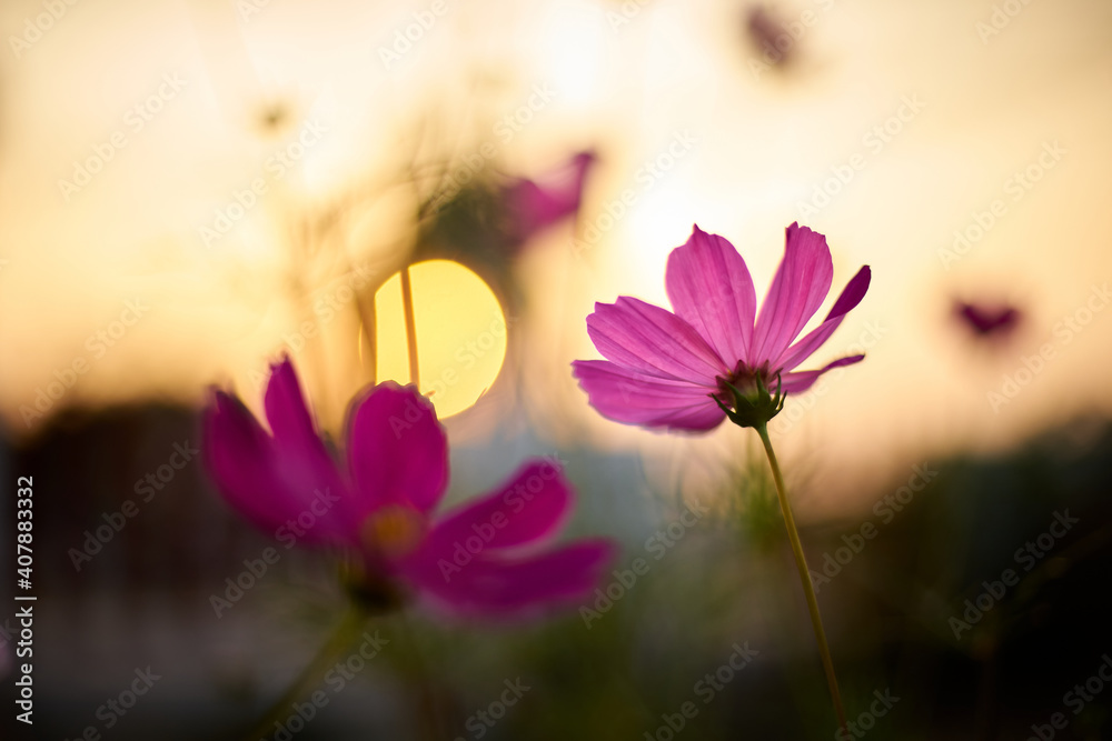 Pink cosmos flower with sunset Pink cosmos flower with sunset