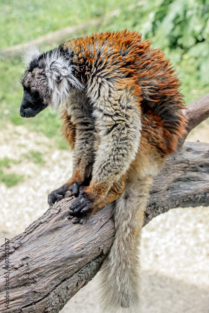 Fototapeta premium a black lemur (Eulemur macaco) sitting on tree trunk at zoo 