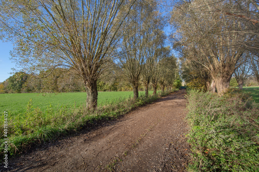 country road in spring with Pollard willows country road in spring with Pollard willows