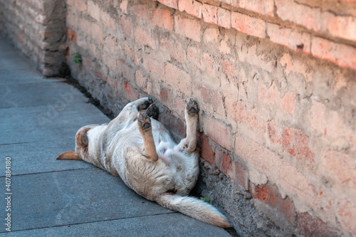 Street Dog in Nice Napping Pose, Tbilisi, Georgia. photo