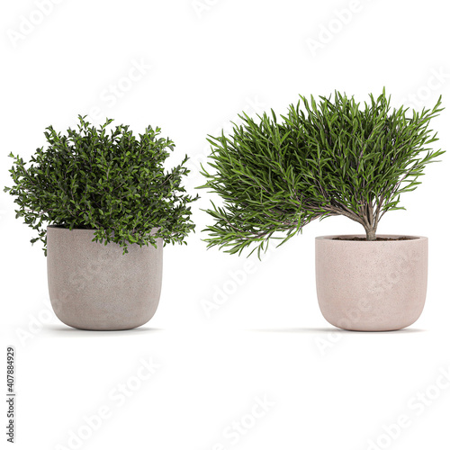 3D illustration of  tree in a black pot isolated on white background 