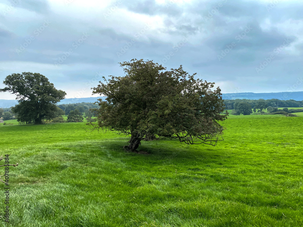 Rural landscape, with an extensive meadow, old trees, and a cloudy sky in, Farnley, Otley, UK