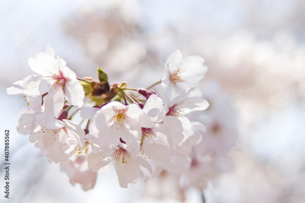 The cherry blossoms in the park are in full bloom. The cherry blossoms in the park are in full bloom.