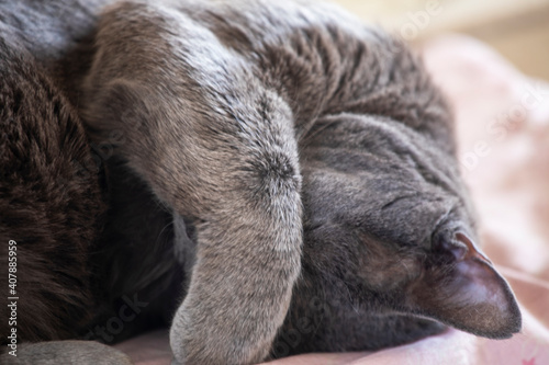 cute gray cat sleeps covering its muzzle with its paws, horizontal