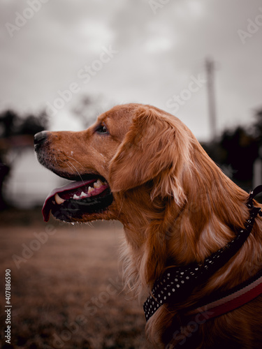 Obraz na płótnie golden retriever dog