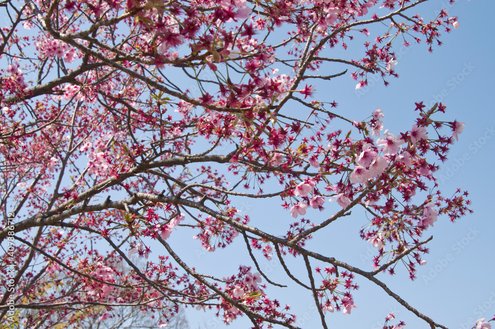 cherry trees, cherry, blossom, japan, closeup, close-up, cherry trees, cherry, blossom, japan, closeup, close-up,