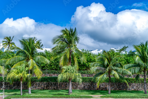 Tropical plant green palm tree